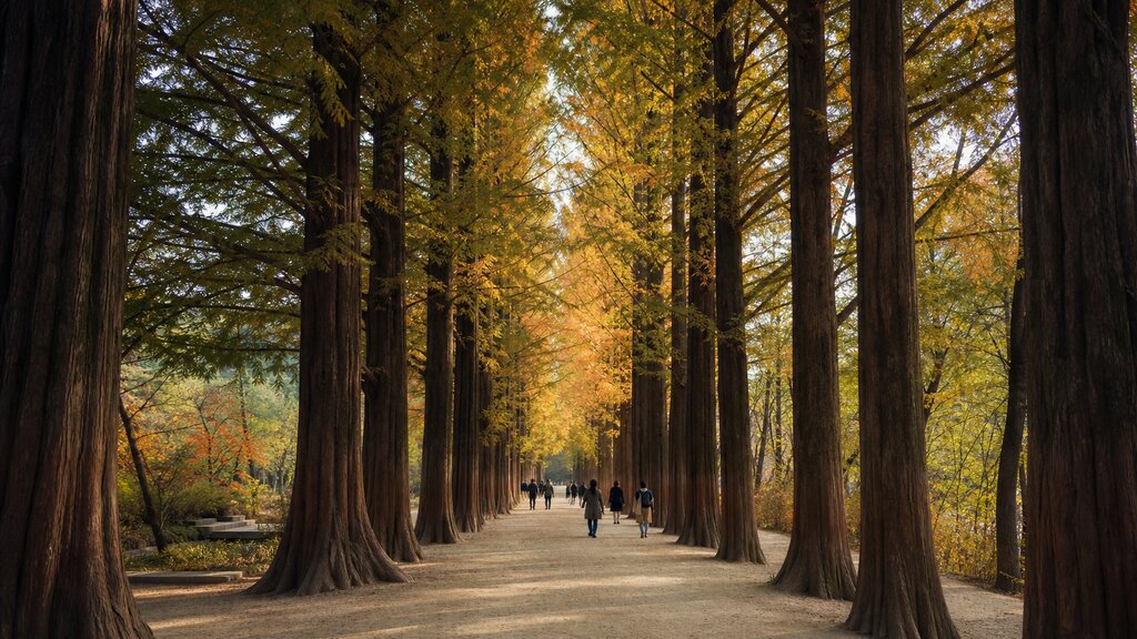 The famous metasequoia tree-lined avenue on Nami Island with visitors walking the shaded path